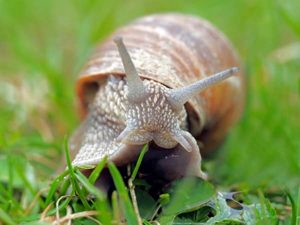 A Snail Raising Guide.
