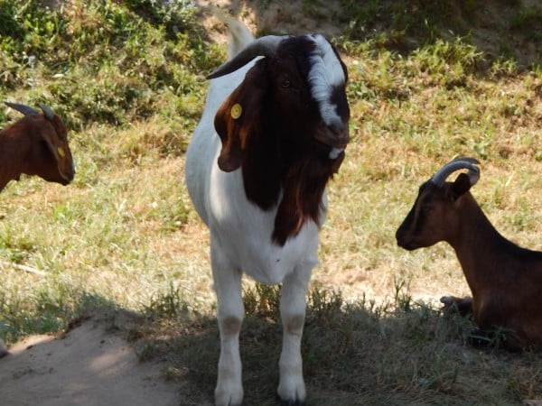 Boer Goat Breed.