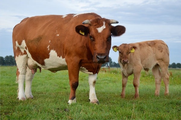 Gestation Period of Farm Animals for Beginners | Agri Farming