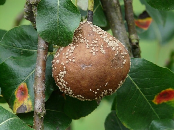 Pear Plant Disease.