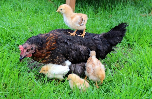 Profitable Poultry Farming.