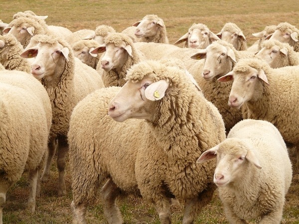Sheep Flock.