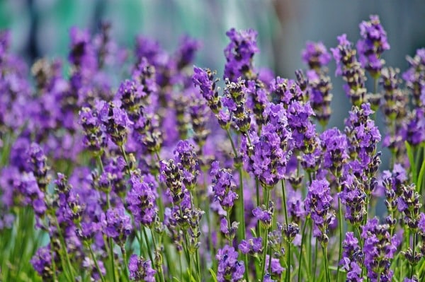 Lavender Plant.
