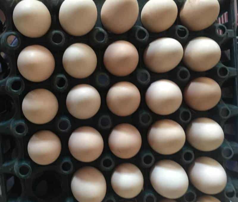 Kadkanath Eggs.