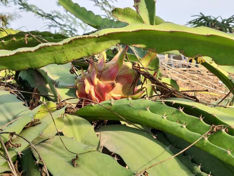 A Dragon Fruit Plant.