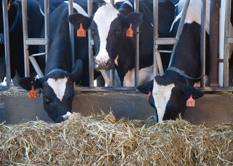 Feed Management of Dairy Animals.
