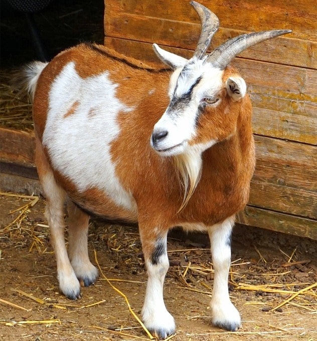 A Pregnant Goat.