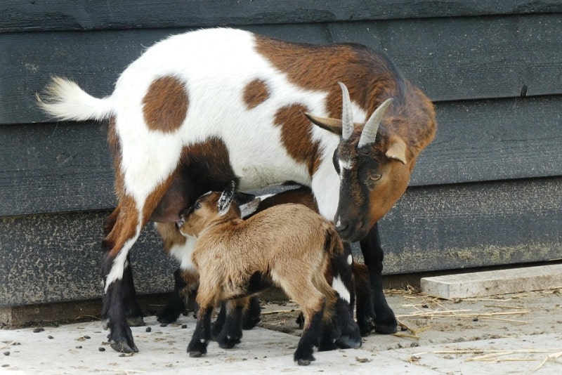 Goat Breeding Program.