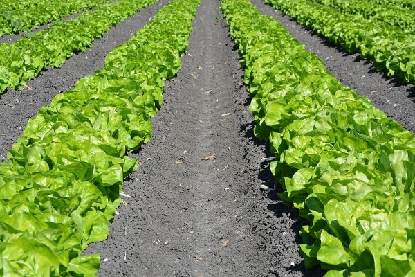 Organic Lettuce Farming.