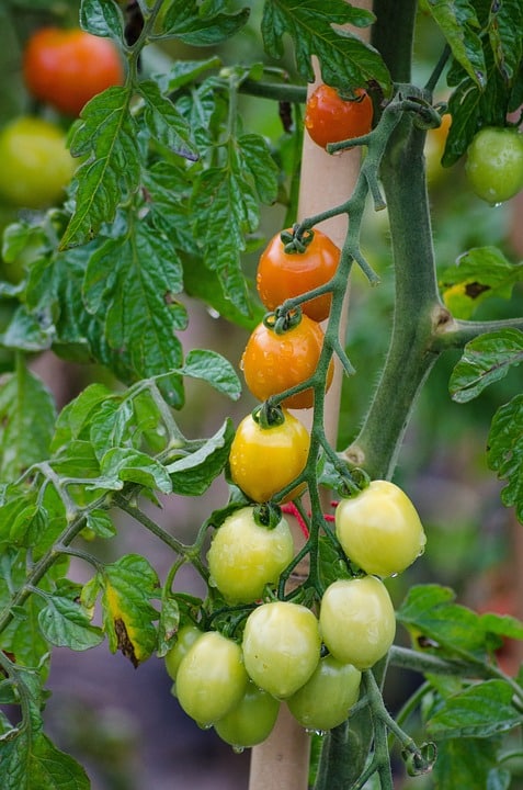 Hybrid Tomato Profit per Acre.