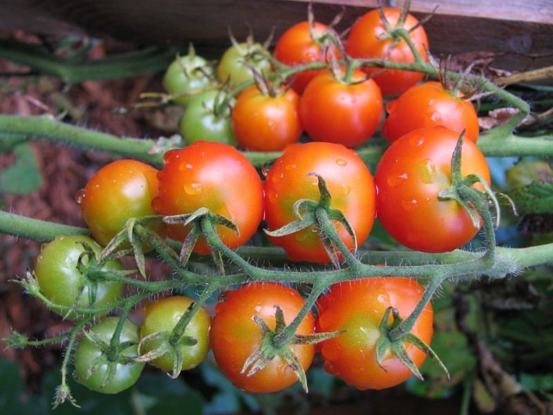 Tomato Cultivation.