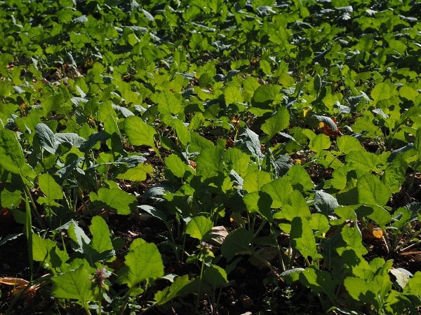 Cultivation of Green Manure Crops.