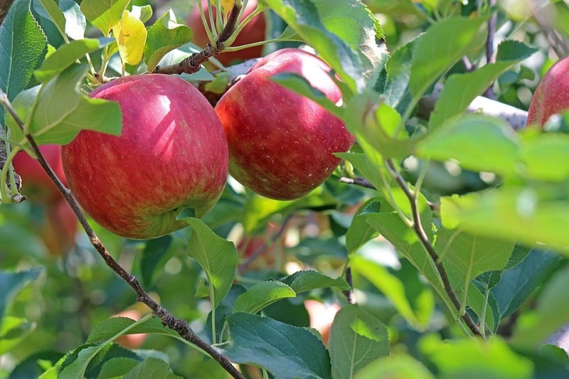 Organic Apple Production.