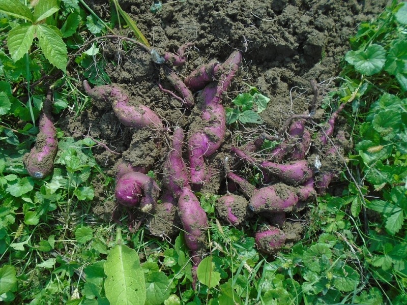 Sweet Potato Farming.
