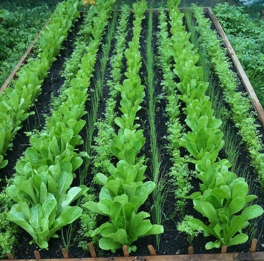 Organic Vegetable Garden.