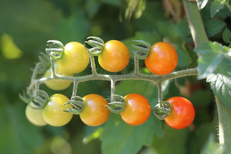 Fertilizers Requirement for Cherry Tomato.