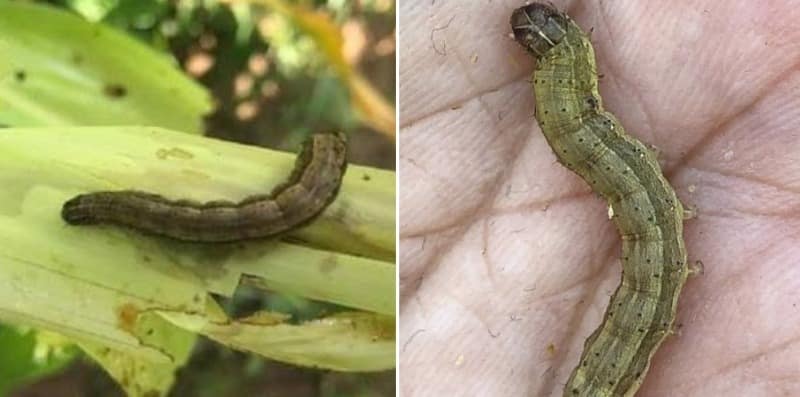 Fall Armyworm Facts.