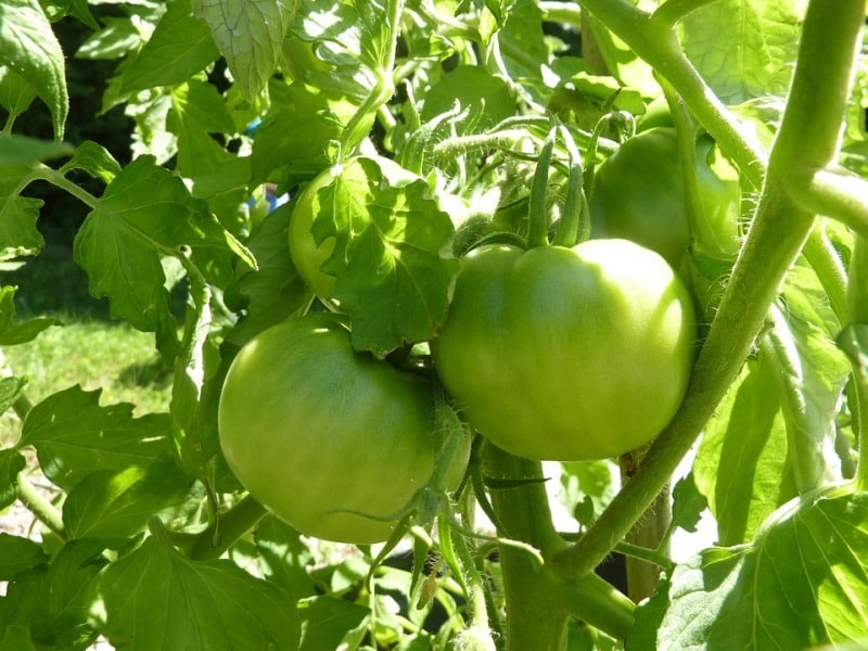 Tomato Plantation in Maharashtra.