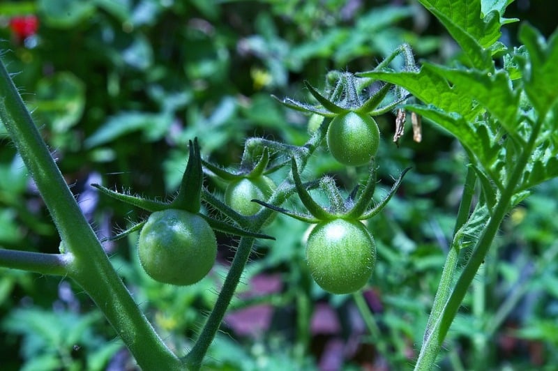 Requirements of Winter Tomato Farming.