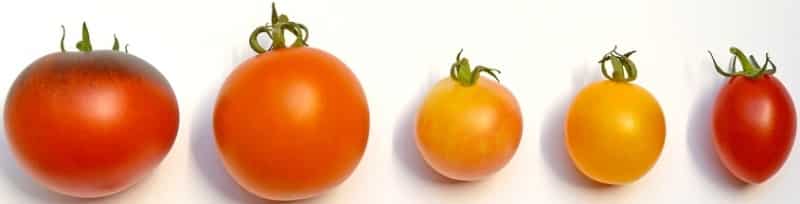 Types of Tomatoes.
