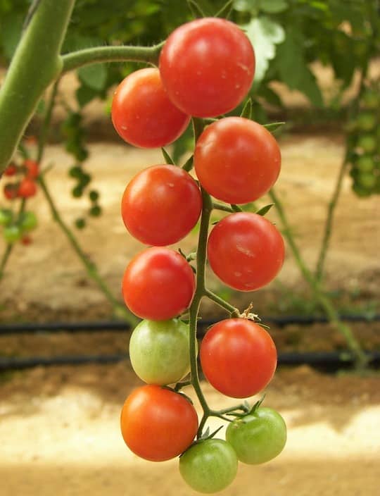 Tomatoes Growing in Haryana.