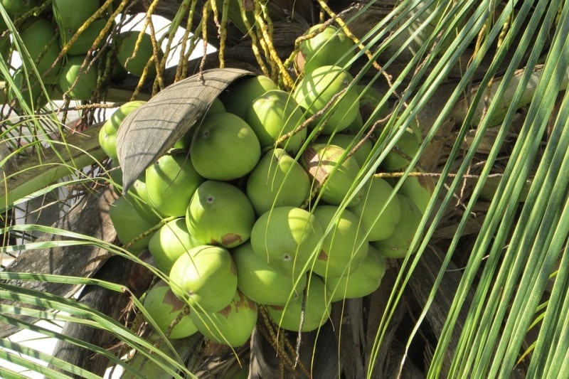Hybrid Coconut Palm.