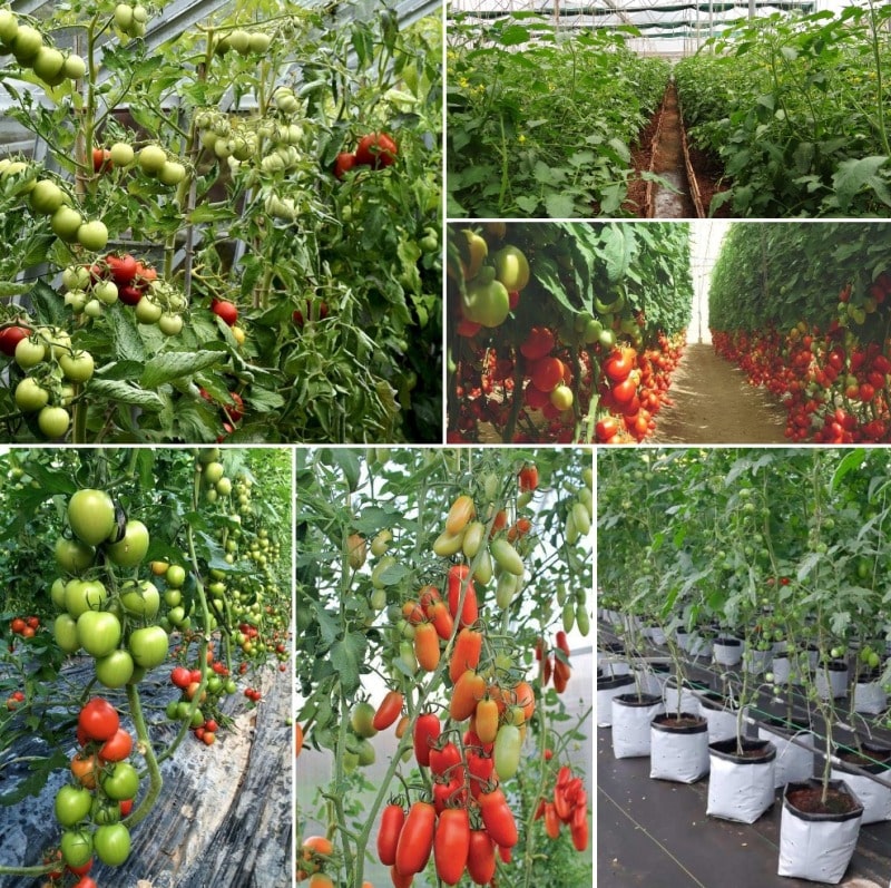 Polyhouse Tomato Cultivation.
