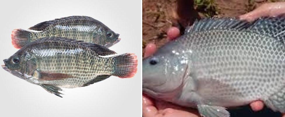 Tilapia How an invasive fish came to dominate our ecology and food