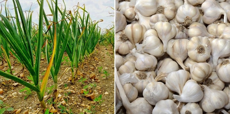 Garlic Cultivation Income; Cost; Profit; Project Report | Agri Farming