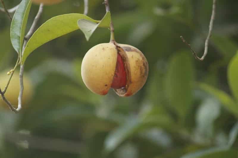 Nutmeg Plant.