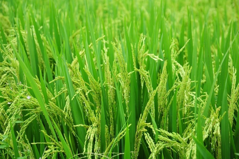 Rice Crop.