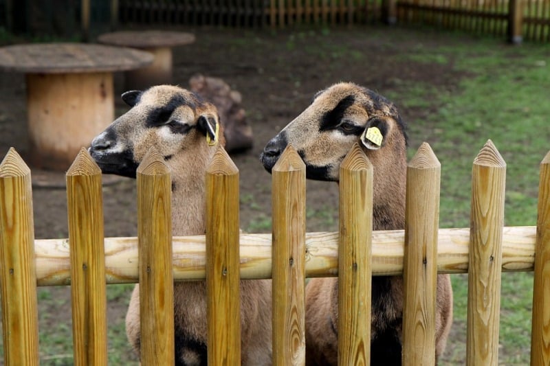 Sheep Fencing,