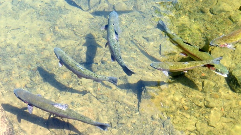 Freshwater Trouts.