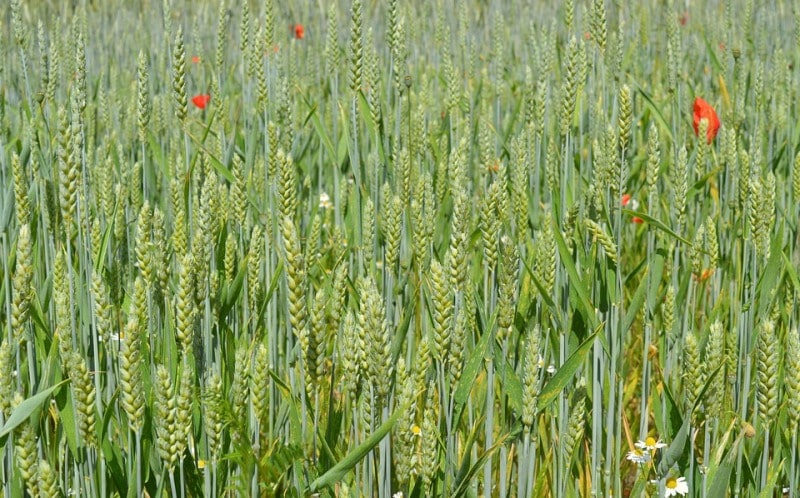 Wheat Crop.
