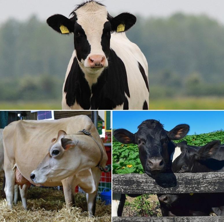 Registratie verkeer zin Jersey Cow and Holstein Cow Differences, Features | Agri Farming