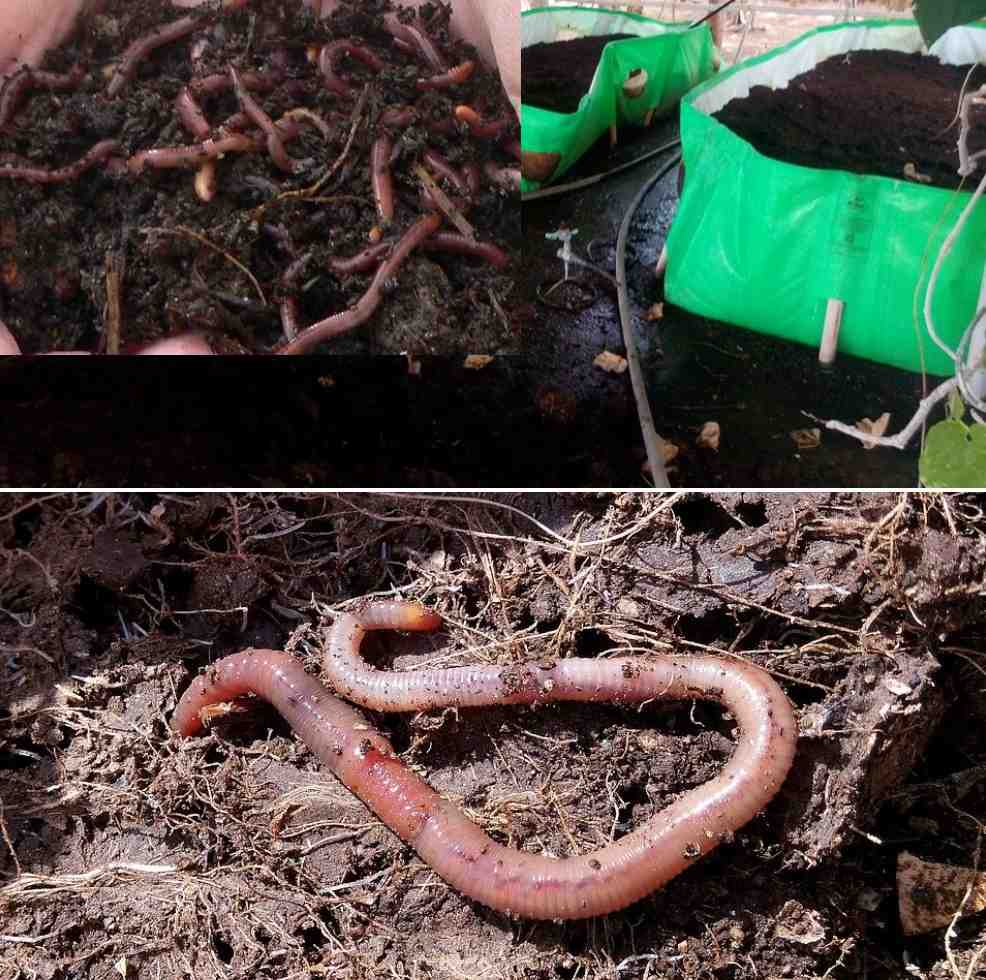 Vermicomposting Project Report.
