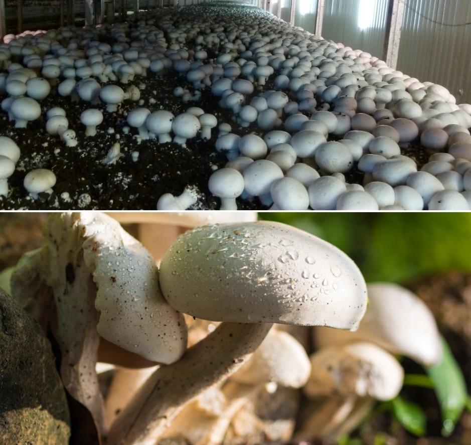 Growing Mushrooms in Polyhouse.
