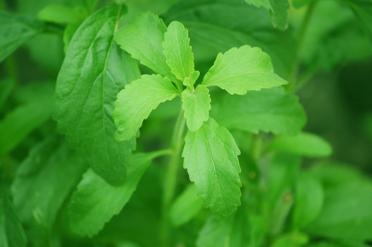 A Guide to Stevia Cultivation in Polyhouse.