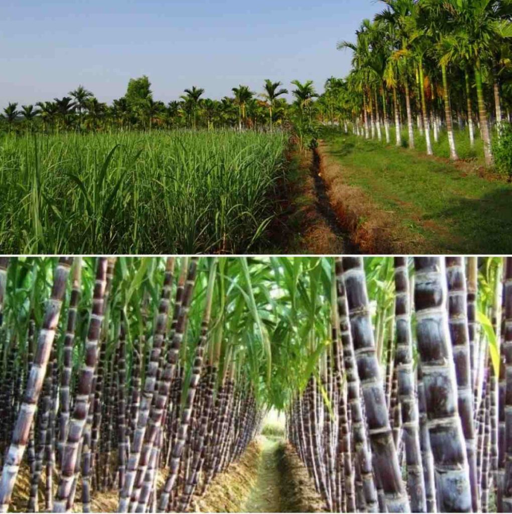 Sugarcane Farming Steps.