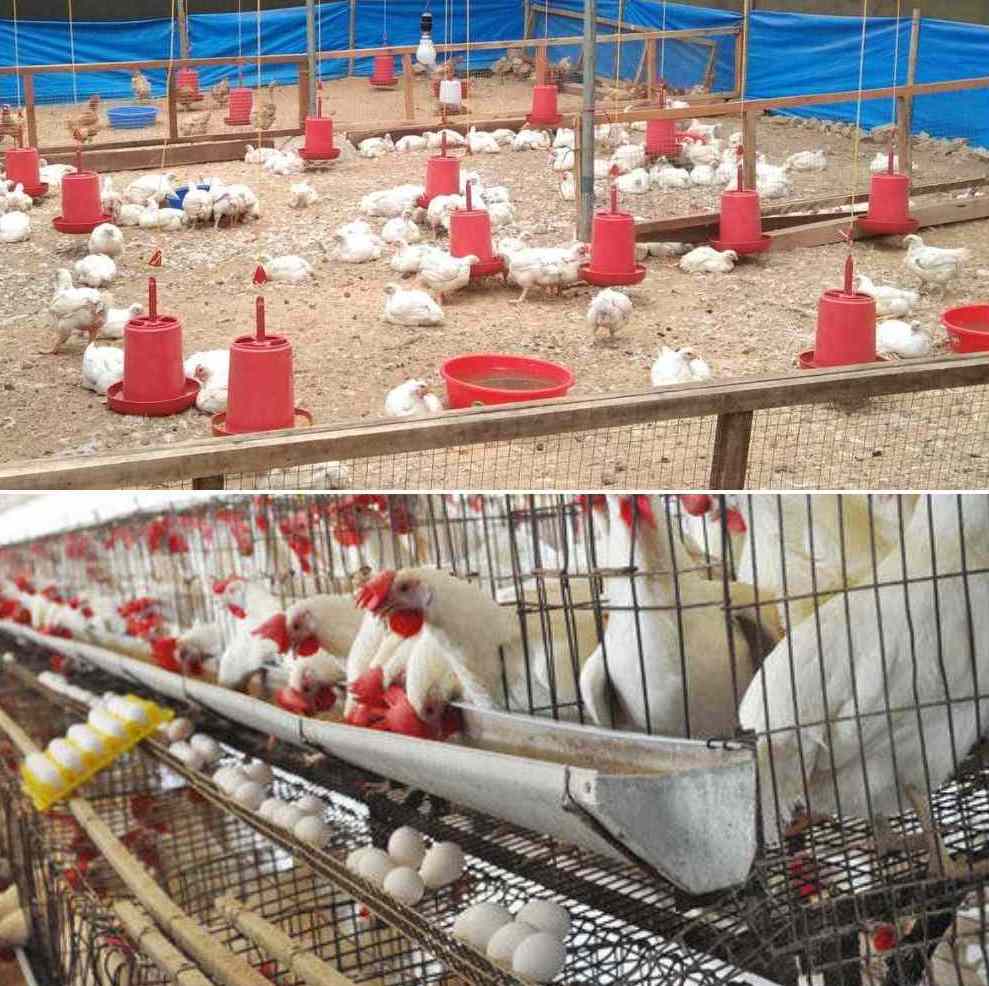 Layer Poultry Farming.