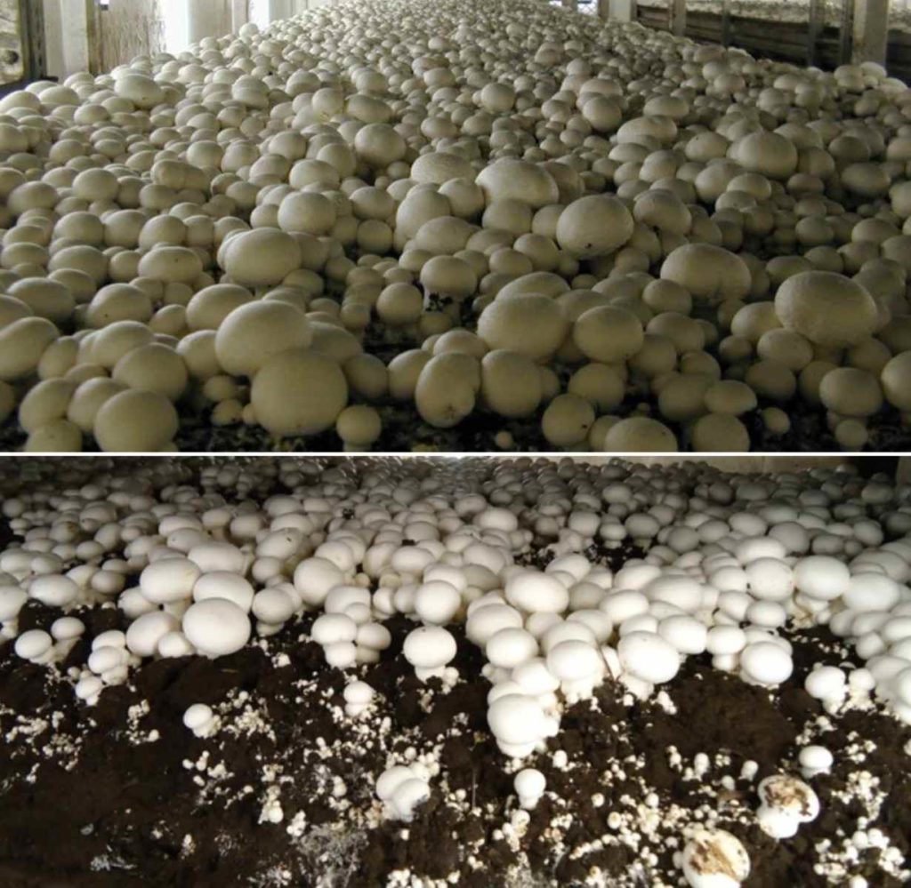 The Cost of Cultivation of Mushroom.