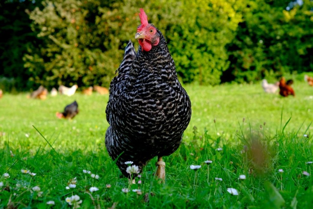 Plymouth Chicken Breed.