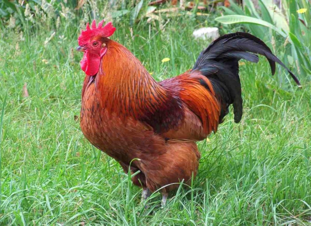 Rhode Island Red Chicken Breed List.