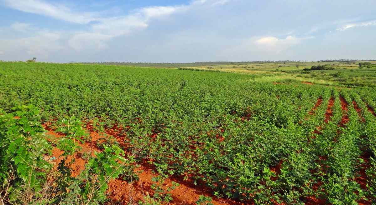 Cotton Crop in Red Soil.