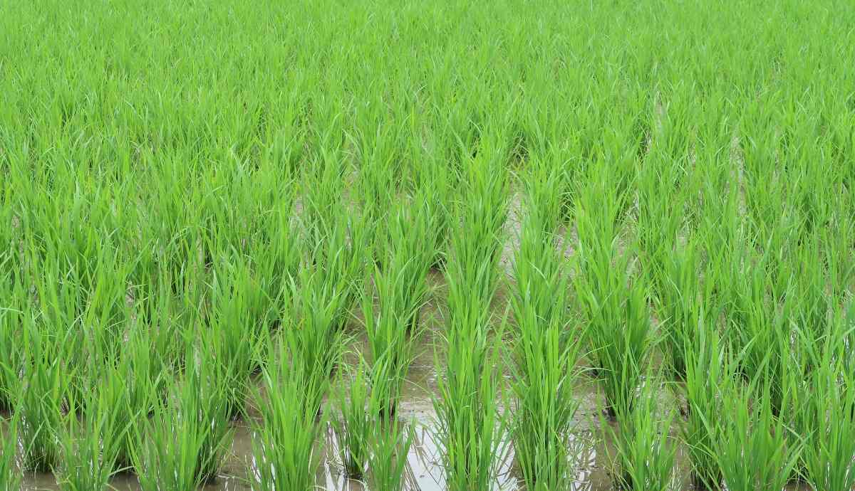 A Guide to Organic Basmati Rice Farming.