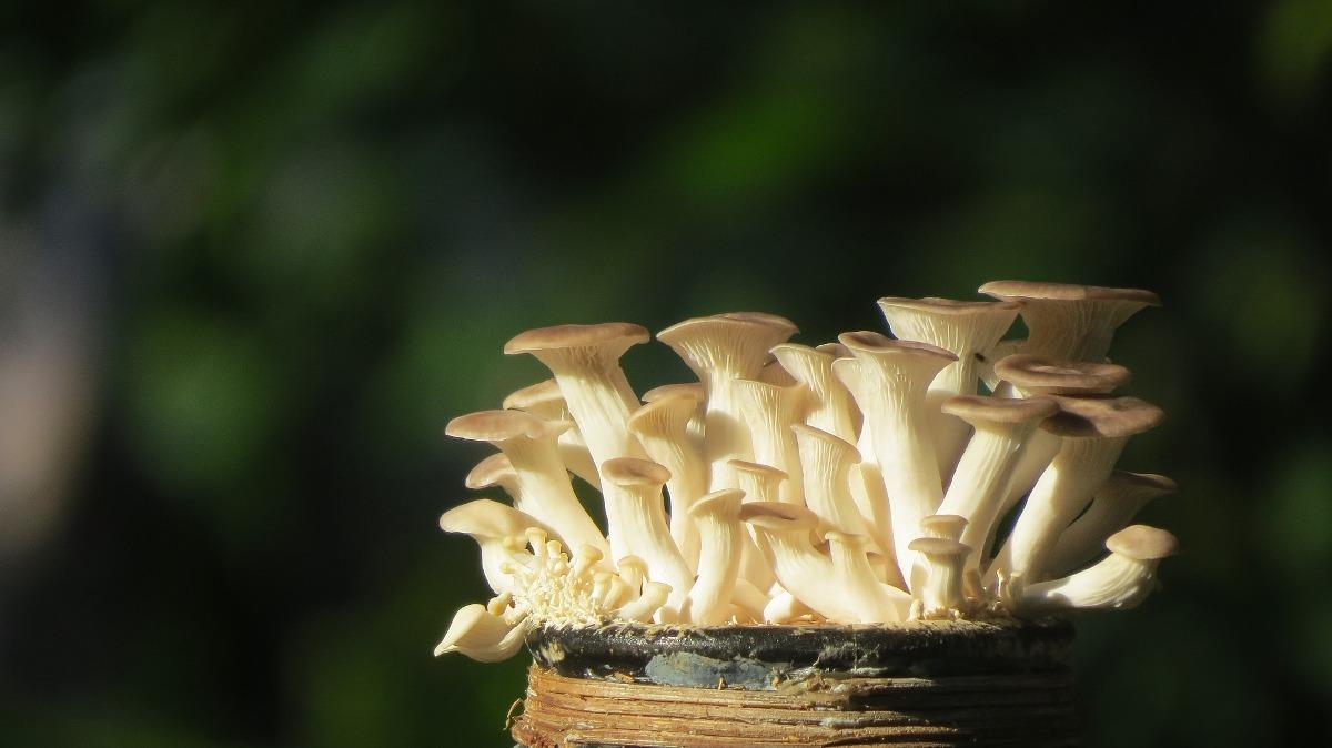 A Guide to Oyster Mushroom Farming in India.