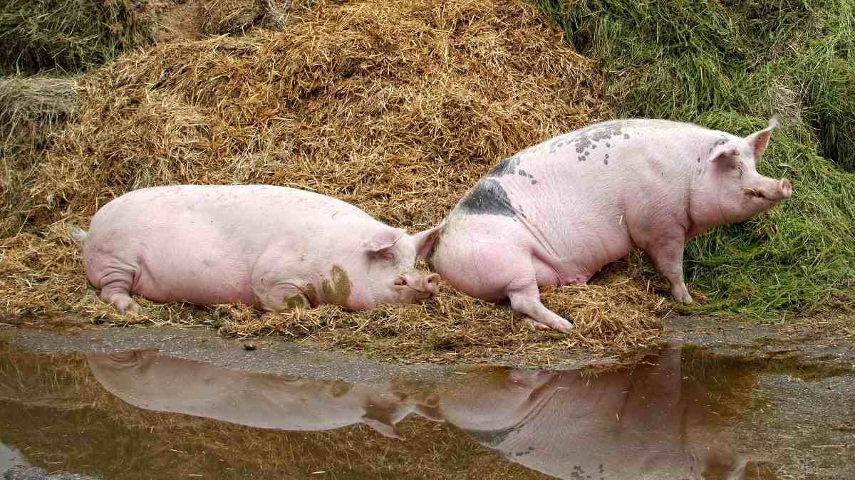 Pig Farming Business Plan.