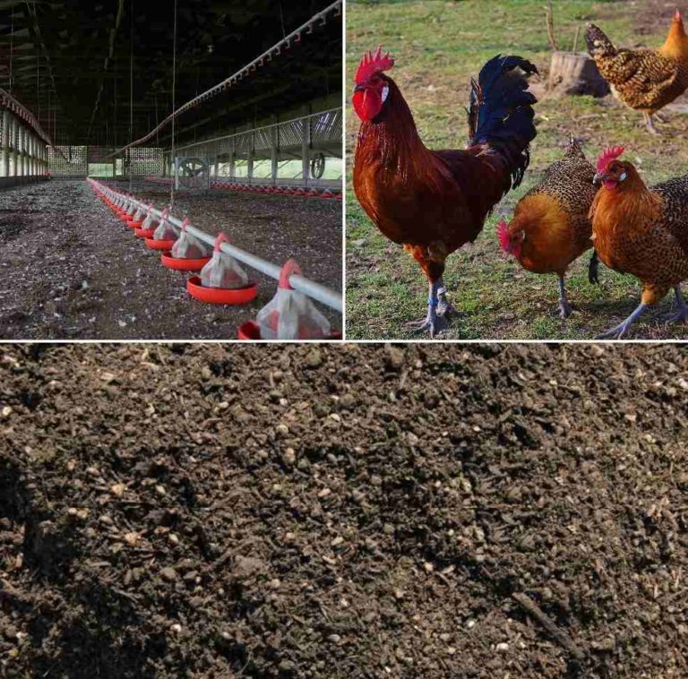 Chicken Manure Composting Process Benefits Agri Farming