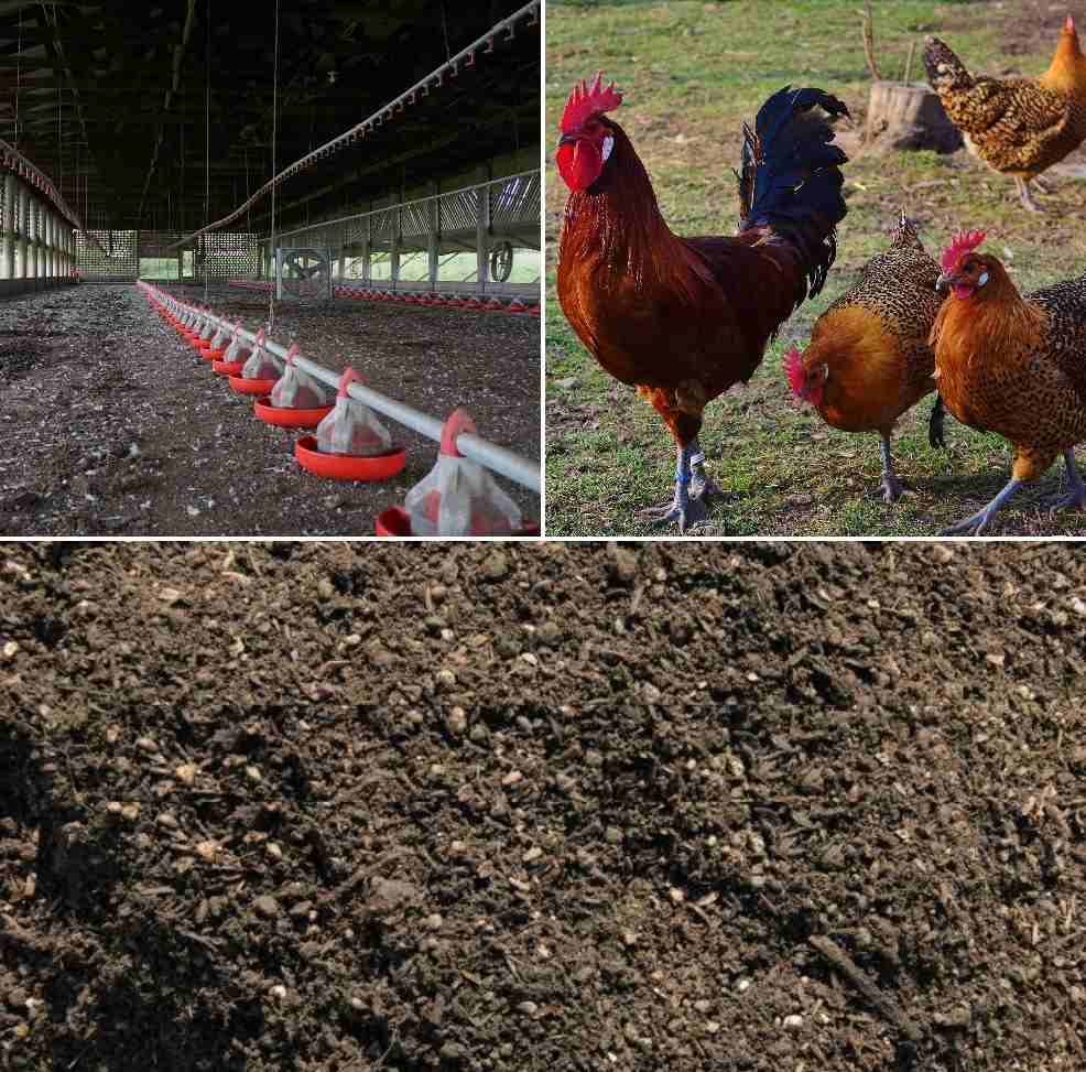 Chicken Manure Composting Process, Benefits | Agri Farming