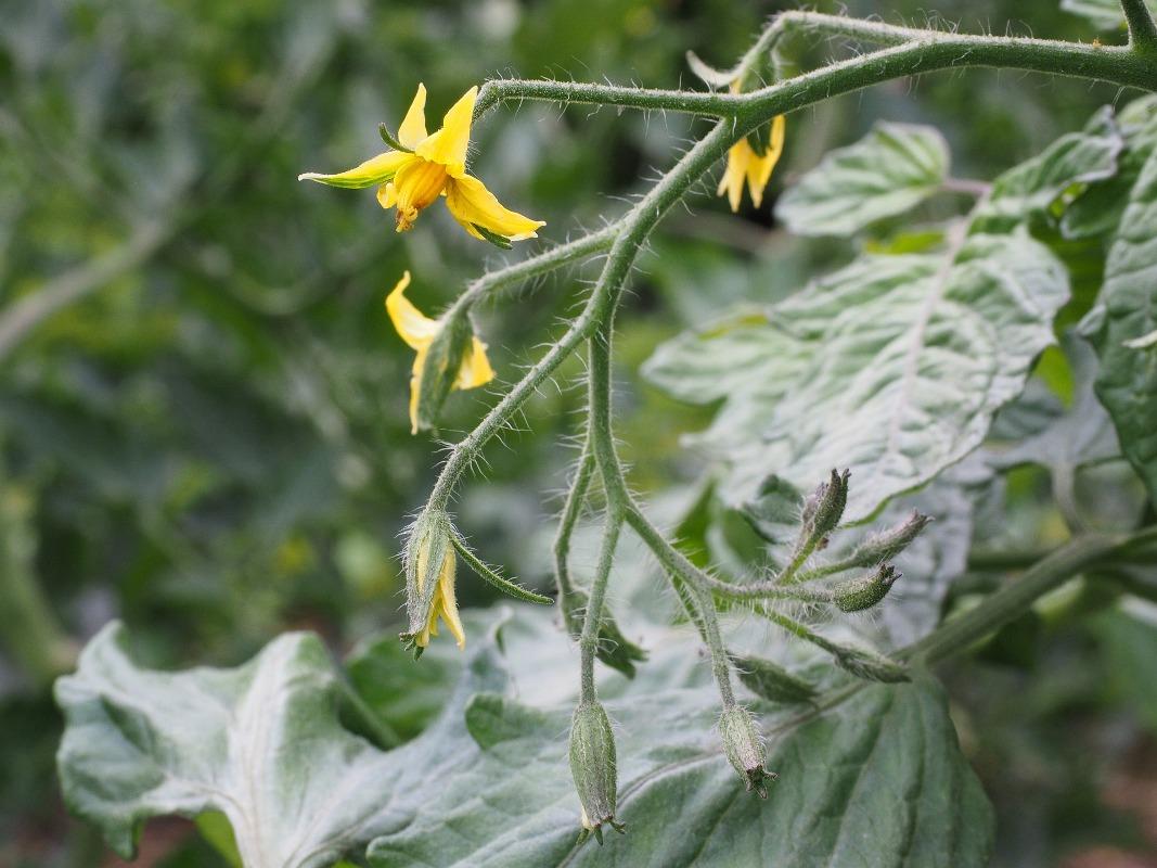 Tips for Controlling Tomato Flower Drop.